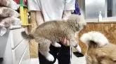秋田犬【宮城県・女の子・2025年5月14日・赤】の写真4