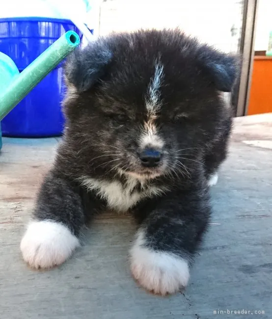 ID：1805-00397の子犬