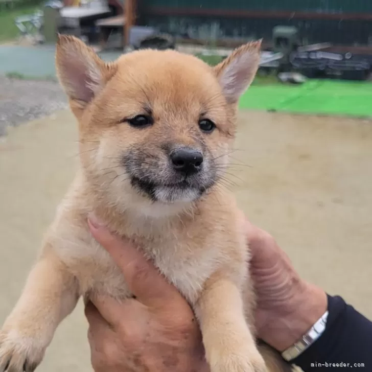 ID:2409-02127の子犬