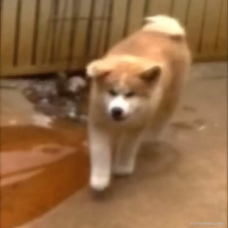 ID：2409-01846の子犬