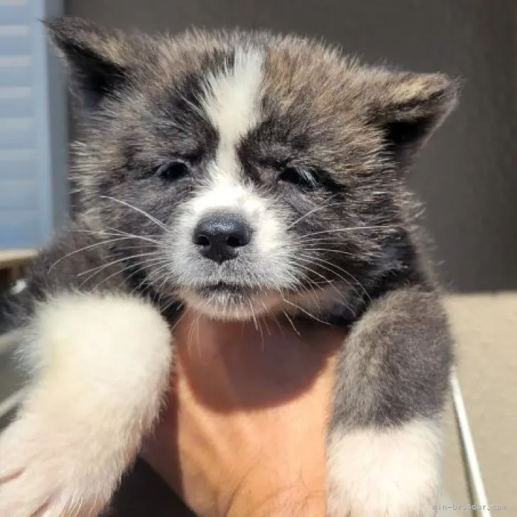 ID：2310-00454の子犬