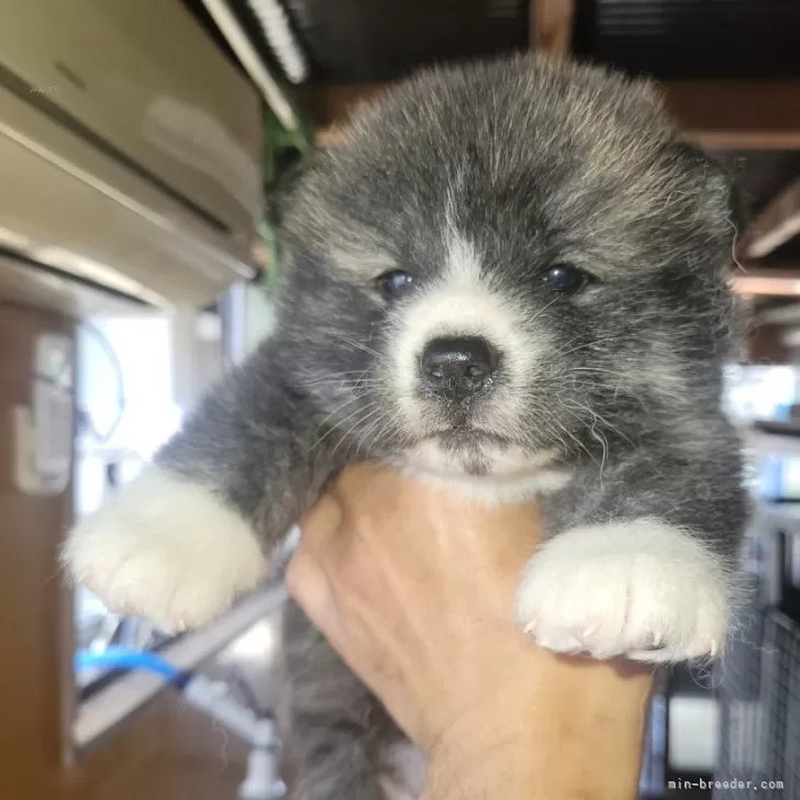 ID：2405-04315の子犬