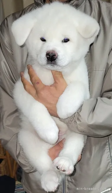ミポコ 様のお迎えした子犬