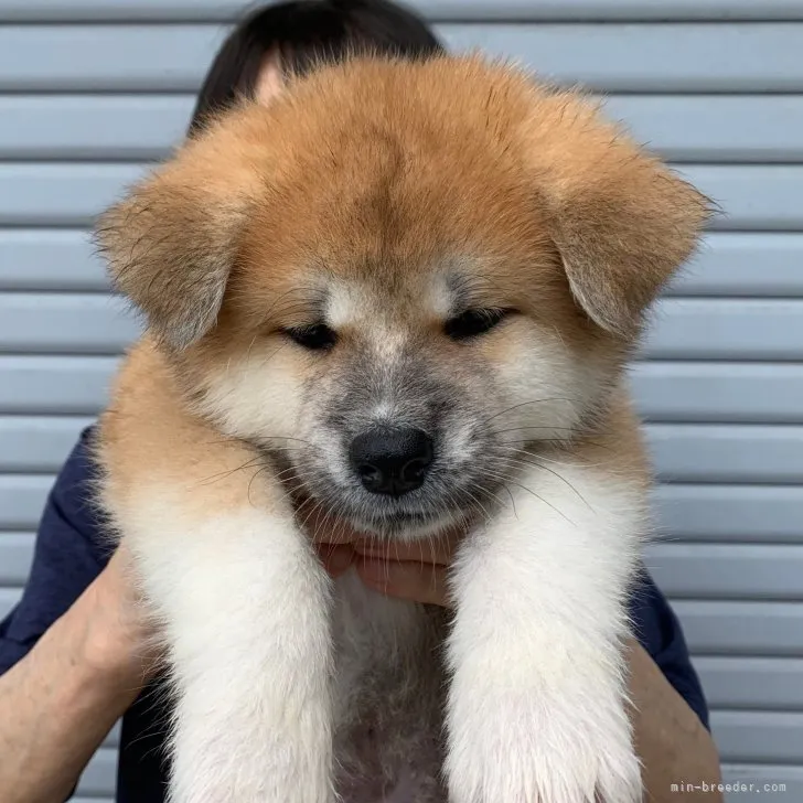 ID：2307-04811の子犬