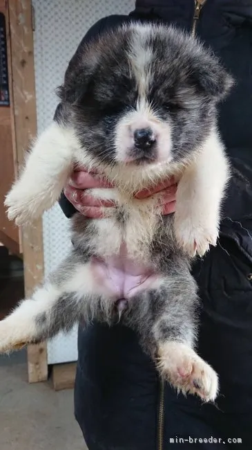 ID:1804-00564の子犬