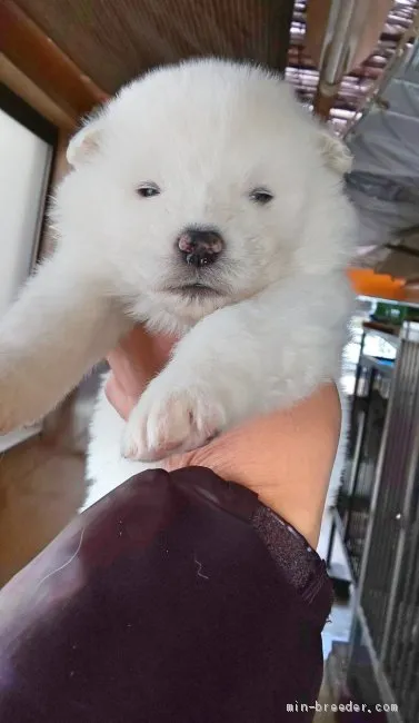 ID：2001-00287の子犬