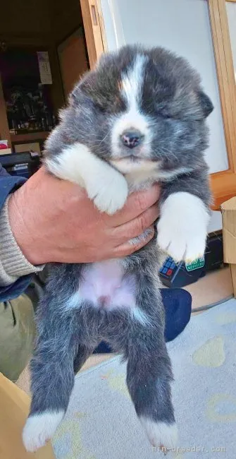 ID:1901-00688の子犬