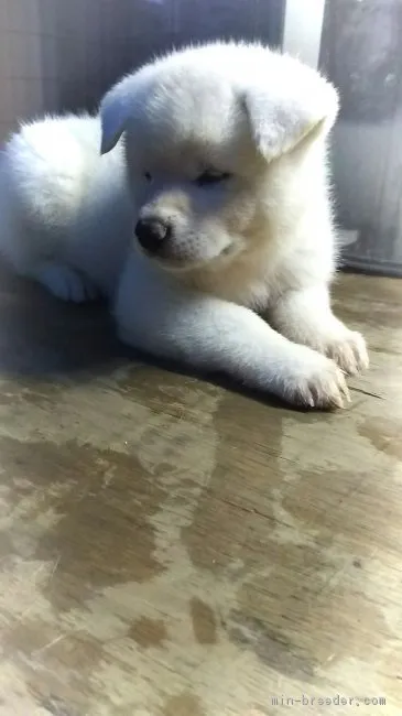 ID：1710-00896の子犬