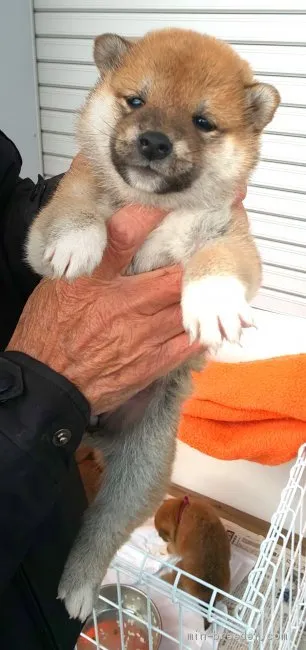 ID:2011-01041の子犬
