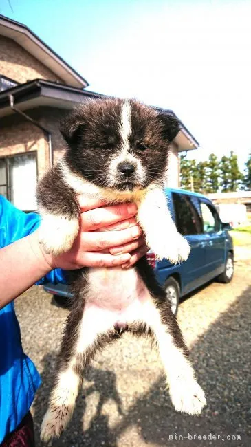 ID:1804-00744の子犬