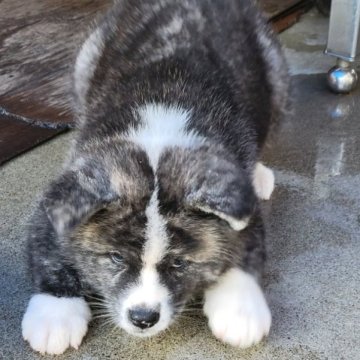 秋田犬【宮城県・女の子・2023年4月13日・虎】の写真「可愛い虎牝」