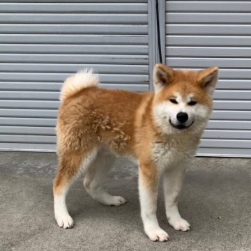 秋田犬【宮城県・男の子・2024年2月1日・赤】の写真「元気で可愛いです」