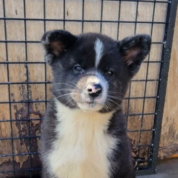 秋田犬【宮城県・男の子・2023年8月6日・虎】の写真「黒虎の子犬」