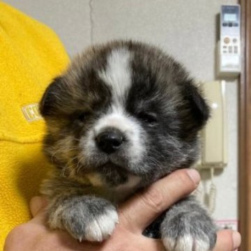 秋田犬【宮城県・女の子・2022年12月18日・虎】の写真「可愛い虎牝」