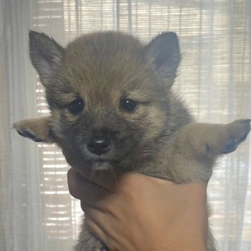 柴犬(標準サイズ)【宮城県・男の子・2024年7月24日・赤】の写真「標準より小さいサイズです」