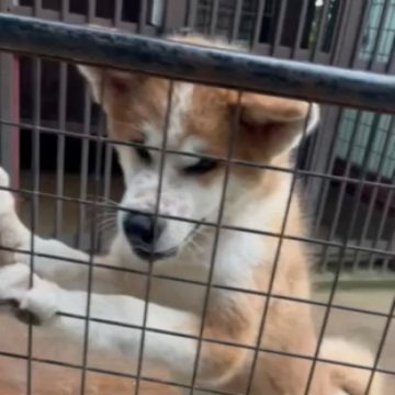 秋田犬【宮城県・男の子・2024年6月24日・赤】の写真「元気です」