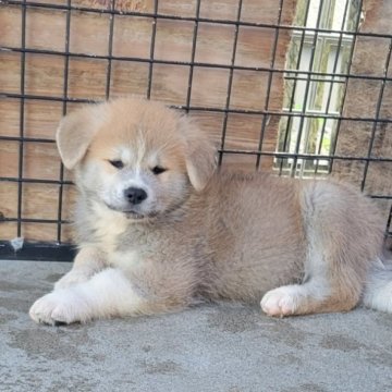 秋田犬【宮城県・男の子・2023年8月14日・赤】の写真「可愛い赤」