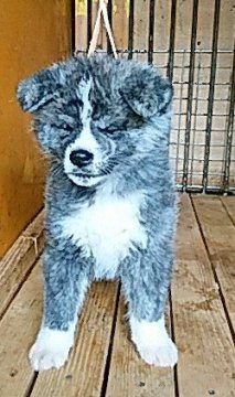 秋田犬【宮城県・女の子・2018年12月16日・虎】の写真「可愛い虎牝」