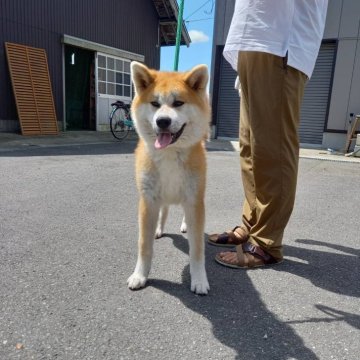 秋田犬【宮城県・男の子・2024年2月12日・赤】の写真「可愛いおす」