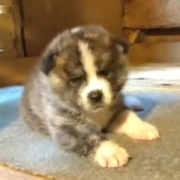 秋田犬【宮城県・男の子・2024年7月28日・虎】の写真「可愛い赤虎のオスです！」