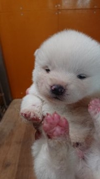 秋田犬【宮城県・男の子・2018年3月18日・白】の写真「純白で可愛いです」