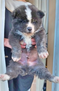 秋田犬【宮城県・男の子・2018年12月8日・虎】の写真「可愛い虎牡」