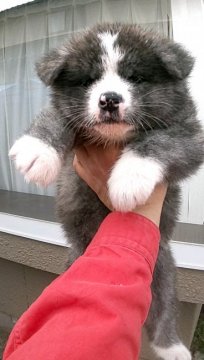 秋田犬【宮城県・女の子・2021年3月27日・虎】の写真「可愛い虎」