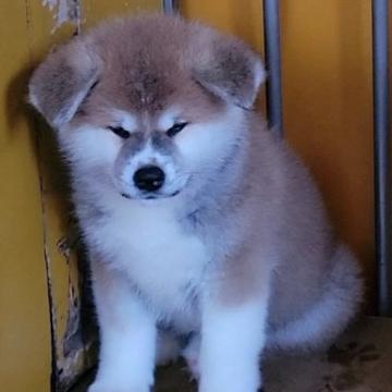 秋田犬【宮城県・女の子・2022年5月18日・赤】の写真「可愛い赤毛の女の子」