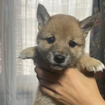 柴犬(標準サイズ)【宮城県・女の子・2024年7月23日・赤】の写真「標準より小さいサイズです」