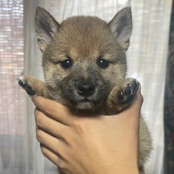柴犬(標準サイズ)【宮城県・女の子・2024年7月23日・赤】の写真「標準より小さいサイズです」