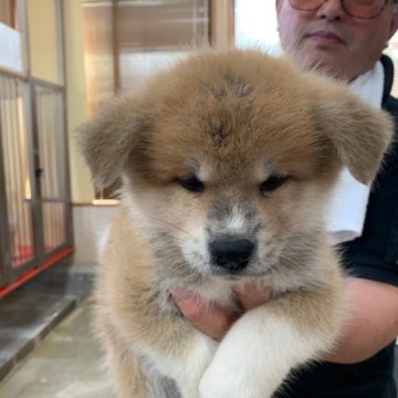 秋田犬【宮城県・男の子・2023年7月15日・赤】の写真「元気です！」