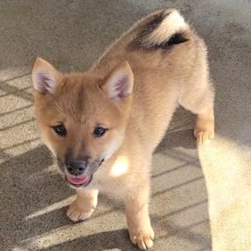 柴犬(豆柴)【宮城県・男の子・2024年7月23日・赤】の写真「可愛い」