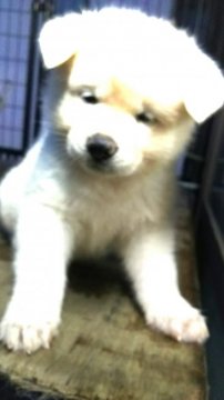 秋田犬【宮城県・男の子・2017年8月21日・白】の写真「可愛く、元気に遊び回ってます。」
