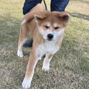 秋田犬【宮城県・男の子・2022年7月26日・赤】の写真「元気な赤牡」