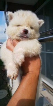 秋田犬【宮城県・女の子・2020年7月18日・白 長毛】の写真「可愛い白長毛」