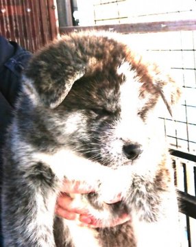秋田犬【宮城県・男の子・2017年11月19日・虎】の写真「とても可愛いです！」