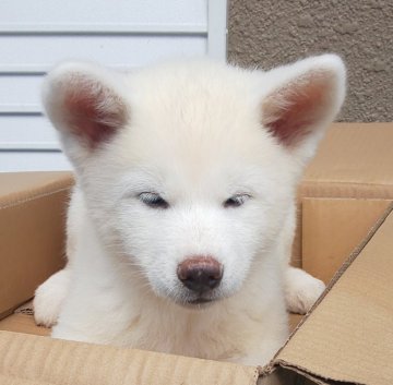 秋田犬【宮城県・男の子・2020年7月18日・白】の写真「可愛い白牡ワクチン接種一回済み。」