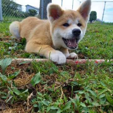 秋田犬【宮城県・女の子・2024年5月13日・赤】の写真「元気で可愛いです！」