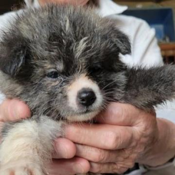 秋田犬【宮城県・女の子・2022年6月5日・虎】の写真「可愛い虎牝」