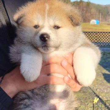 秋田犬【宮城県・男の子・2022年10月17日・赤】の写真「可愛いです」