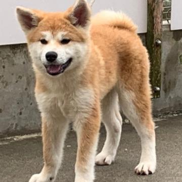 秋田犬【宮城県・女の子・2022年5月18日・赤】の写真「可愛い」