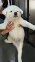 秋田犬【宮城県・男の子・2017年8月21日・白】の写真2