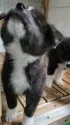 秋田犬【宮城県・女の子・2021年7月30日・虎】の写真3