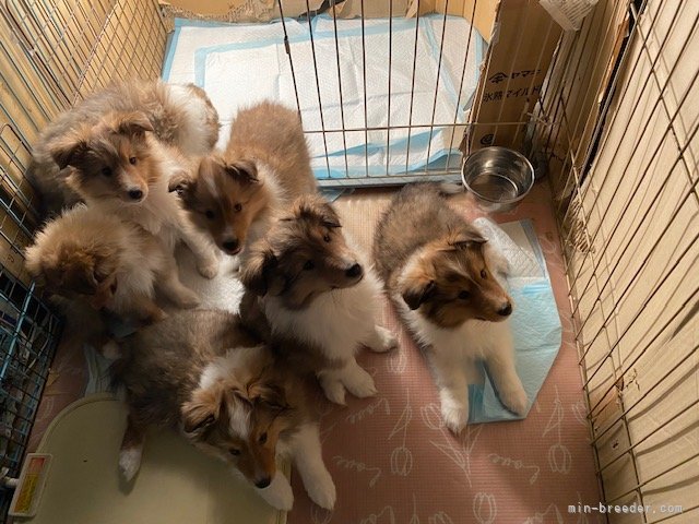 高橋有紀子ブリーダーのブログ：かわいくなってきました