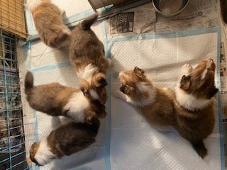 高橋有紀子ブリーダーのブログ：離乳食始まりました