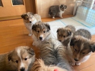 高橋有紀子ブリーダーのブログ：先にお問合せをしていただいたお客様優先でご見学をしていただいています。来週末、個々に掲載予定です。