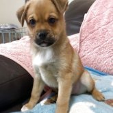 ミックス(シェットランドシープドッグ×パグ)