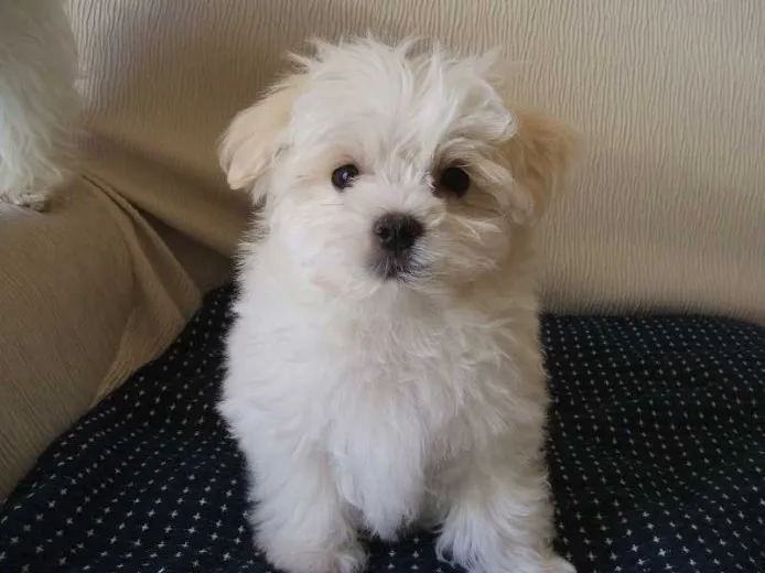 ID:1403-00683の子犬