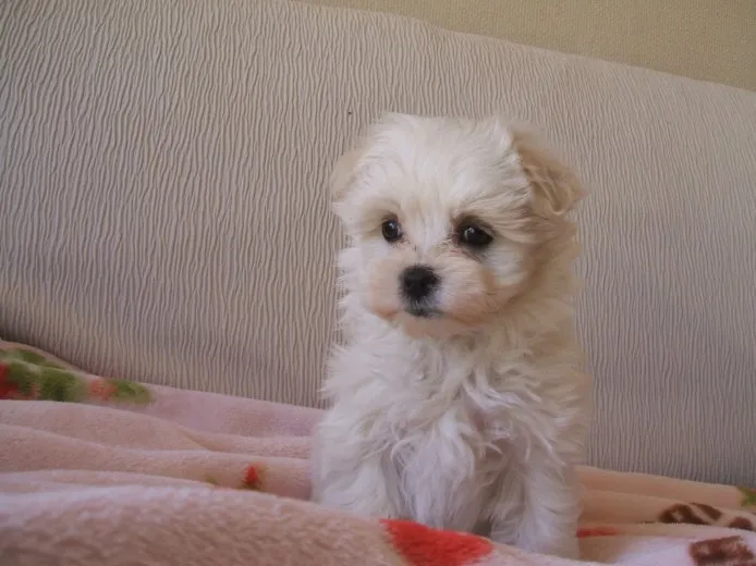 ID:1504-00258の子犬