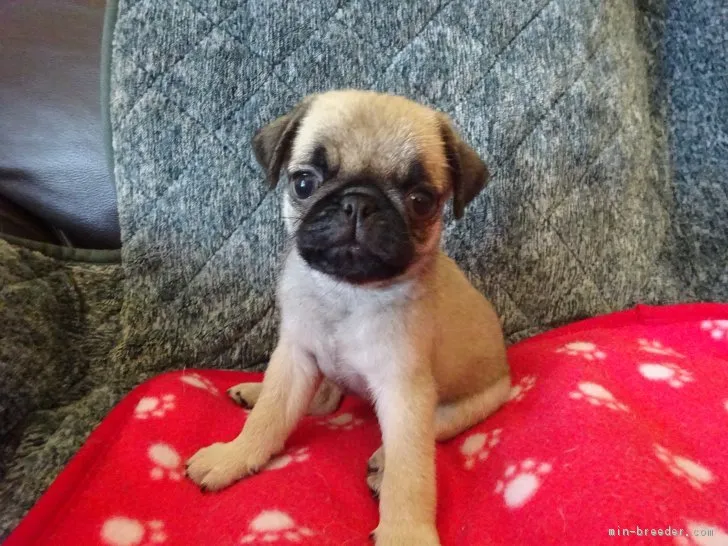 ID:1807-01428の子犬